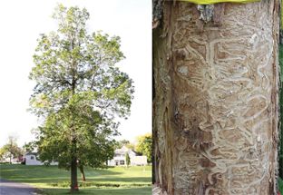 EAB Damage